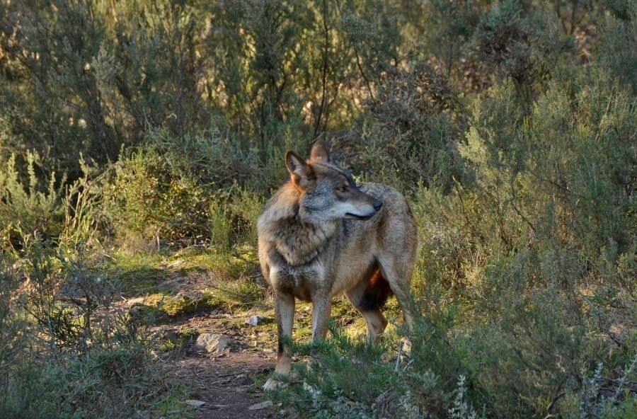 lobo-iberico